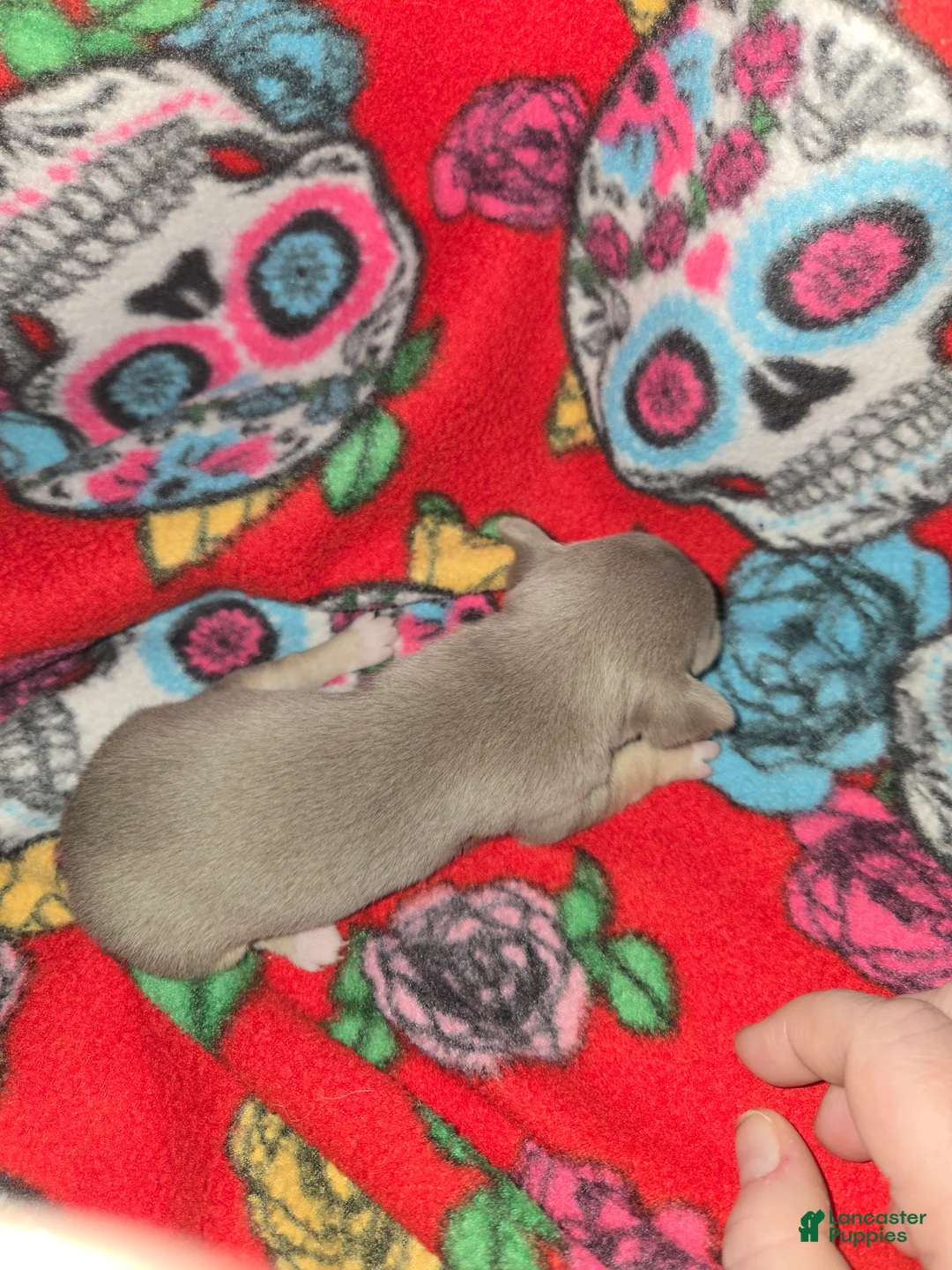 Chihuahua dogs for sale: Blue Girl - Ad 2