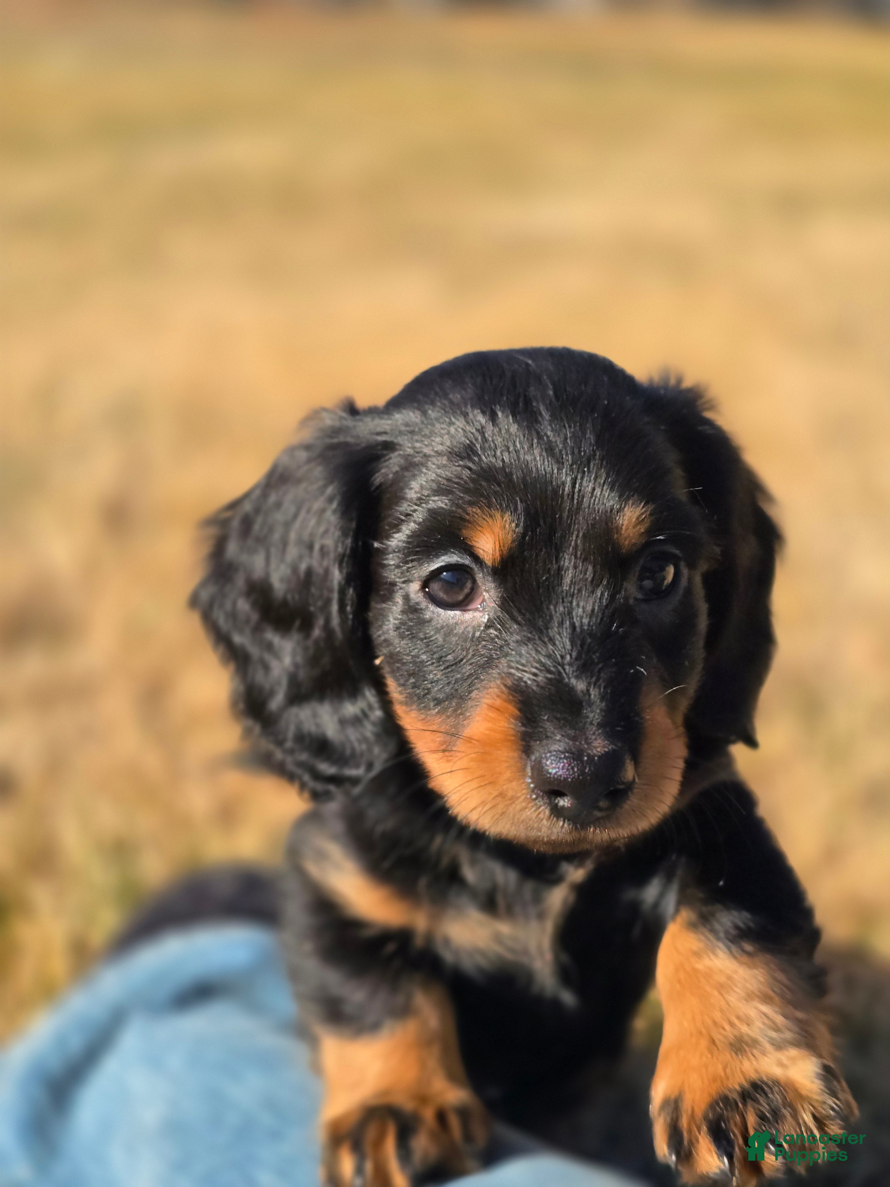 Miniature Dachshund dogs Jet - Ad 32