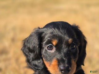 Miniature Dachshund dogs Jet - Ad 36