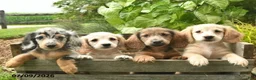 Miniature Dachshund dogs for sale: Major - Ad 5