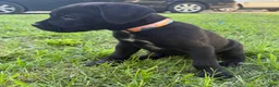 Cane Corso dogs for sale: Crowley AKC yellow/orange collar - Ad 3