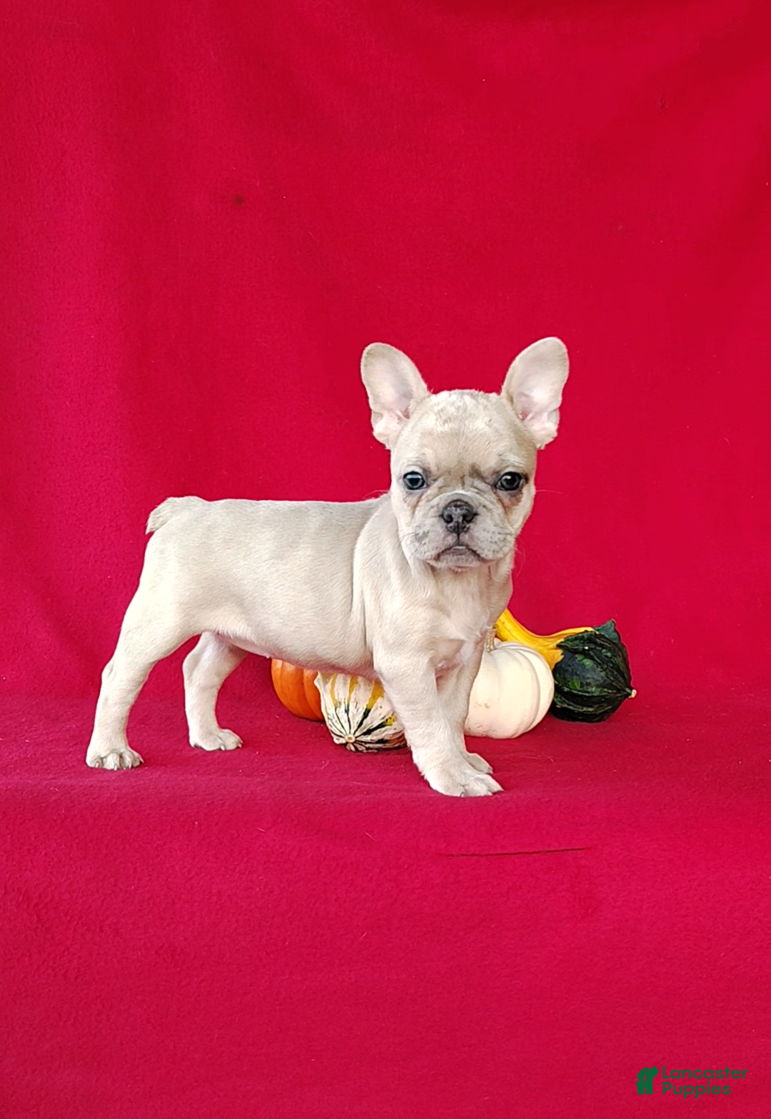 Frenchton dogs Renae - Ad 1