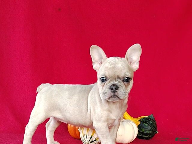 Frenchton dogs for sale: Renae - Ad 1