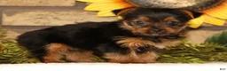 Yorkshire Terrier dogs for sale: Tika - Ad 4
