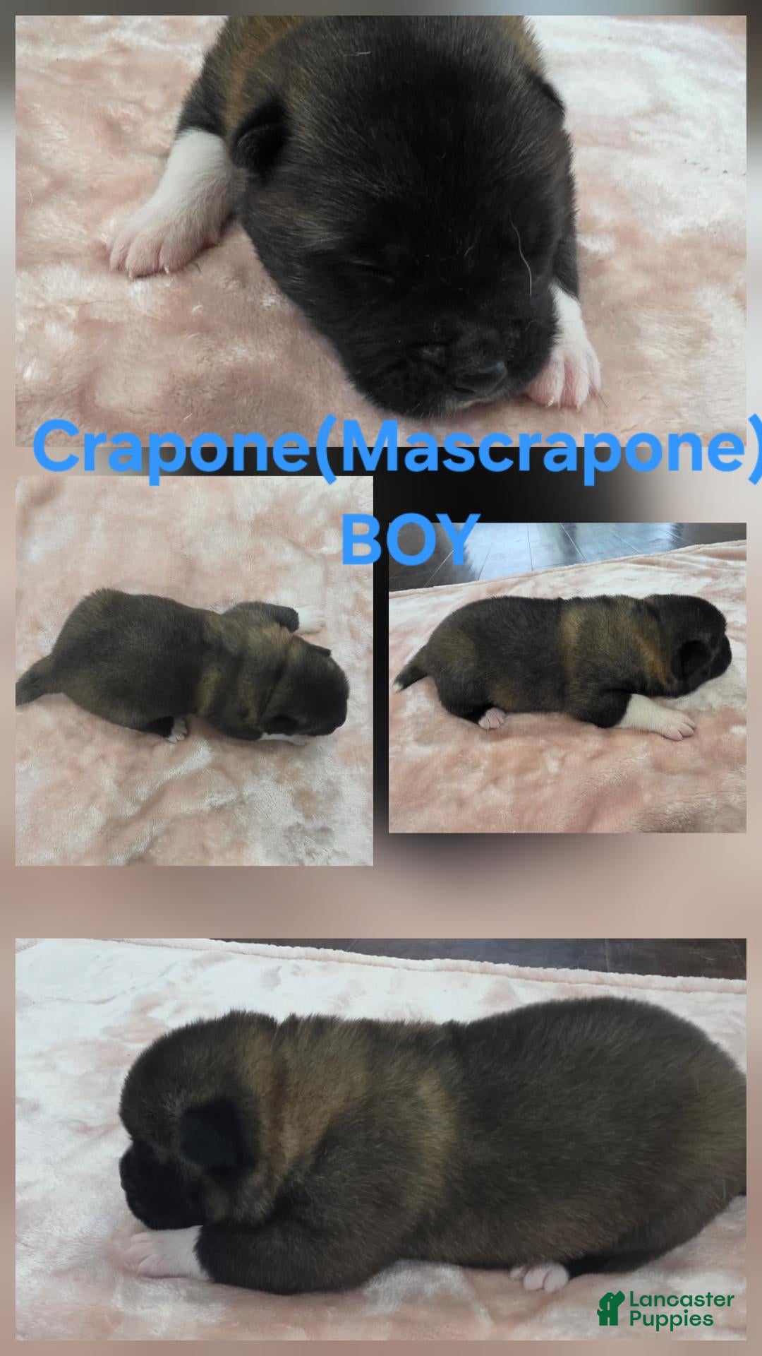 Akita dogs CRAPONE - Ad 1