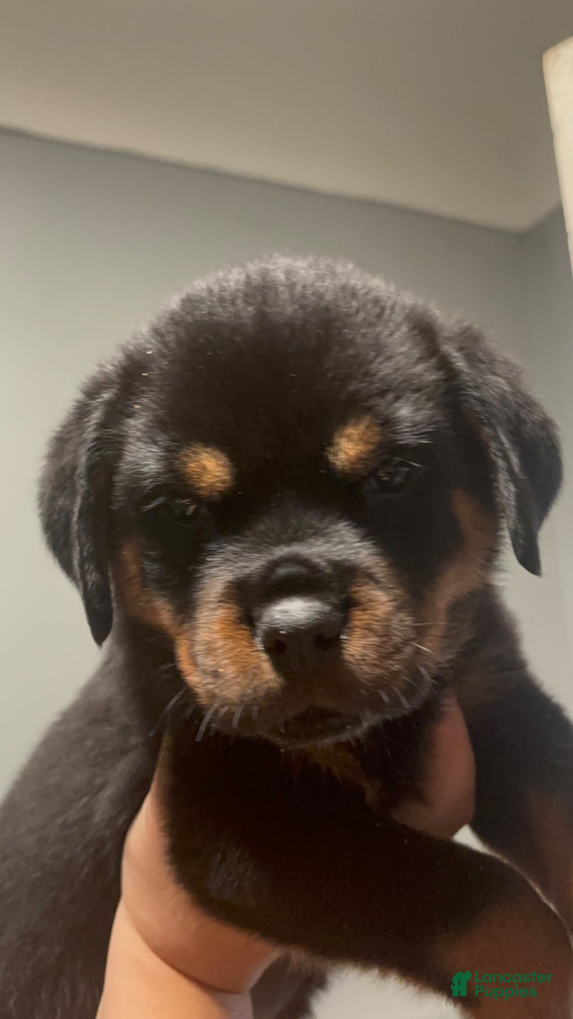 Rottweiler dogs Rottweiler 1 - Ad 2