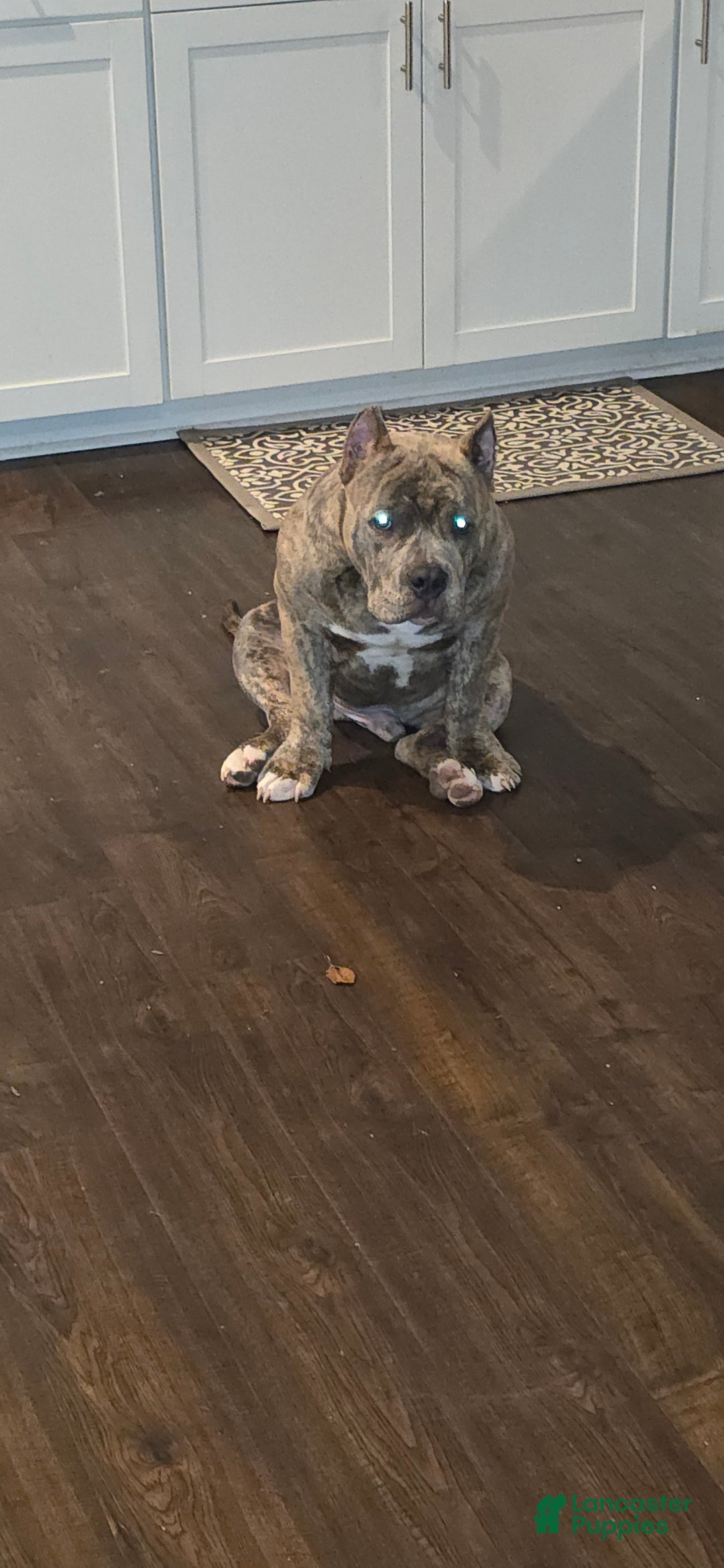 American Bully dogs for stud: Will be available for stud June 2026 $1000 - Ad 3