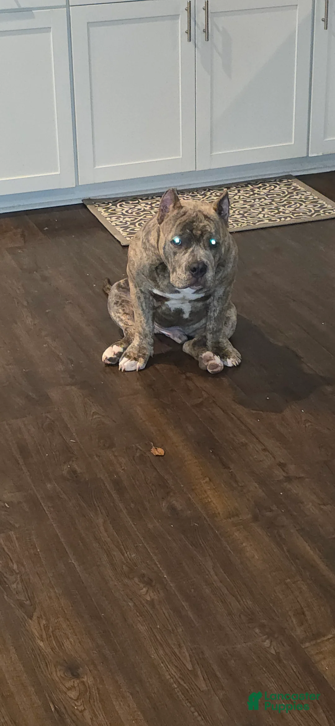 American Bully dogs for stud: Will be available for stud June 2026 $1000 - Ad 3