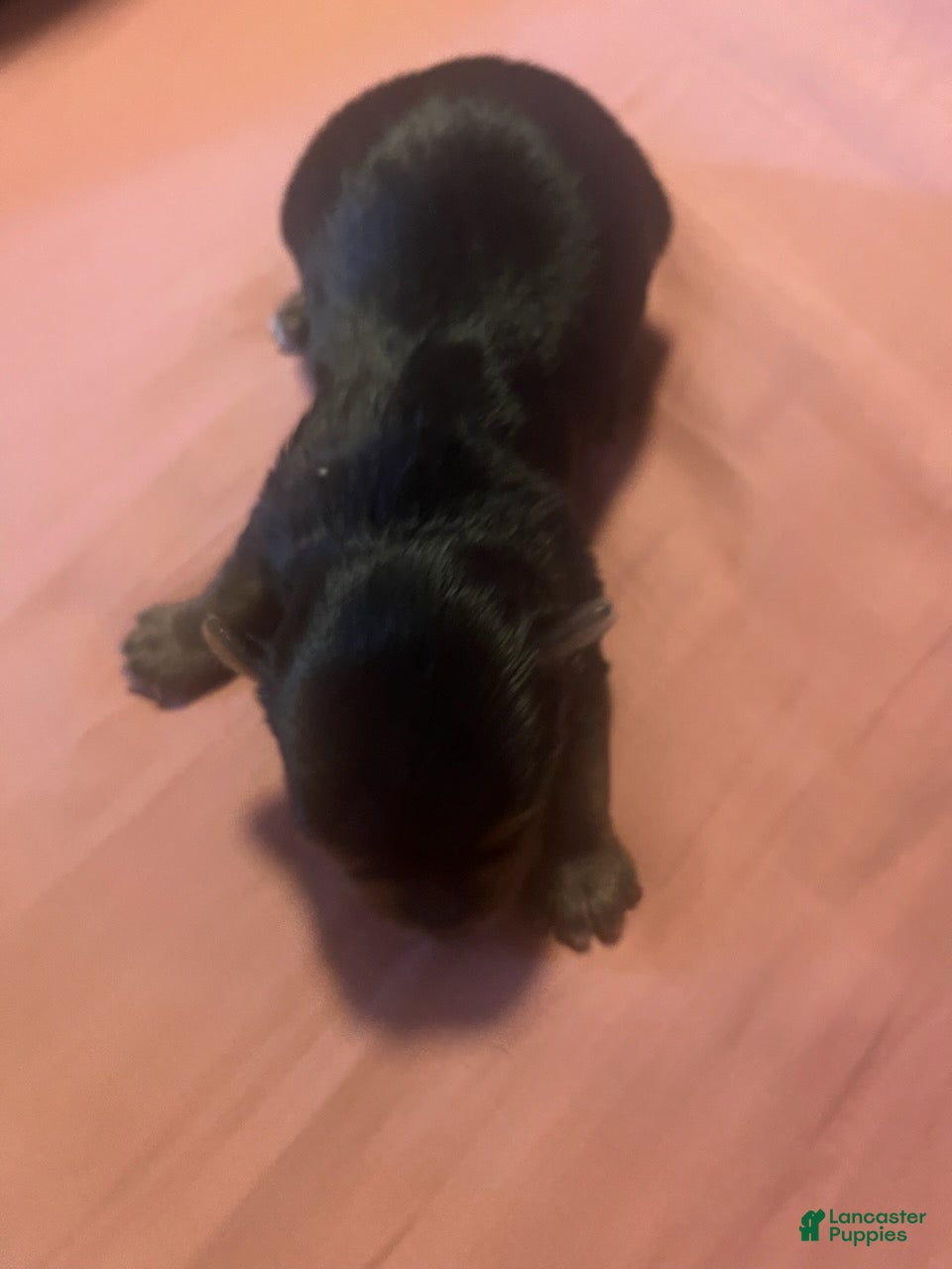Yorkshire Terrier dogs Boy 2 - Ad 2