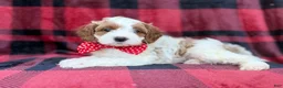 Cavapoo dogs for sale: Duke - Ad 5