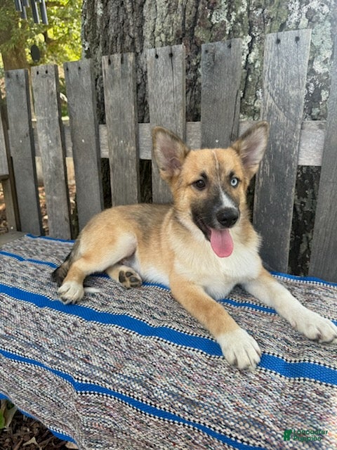 Pomsky dogs Cooper - Ad 1