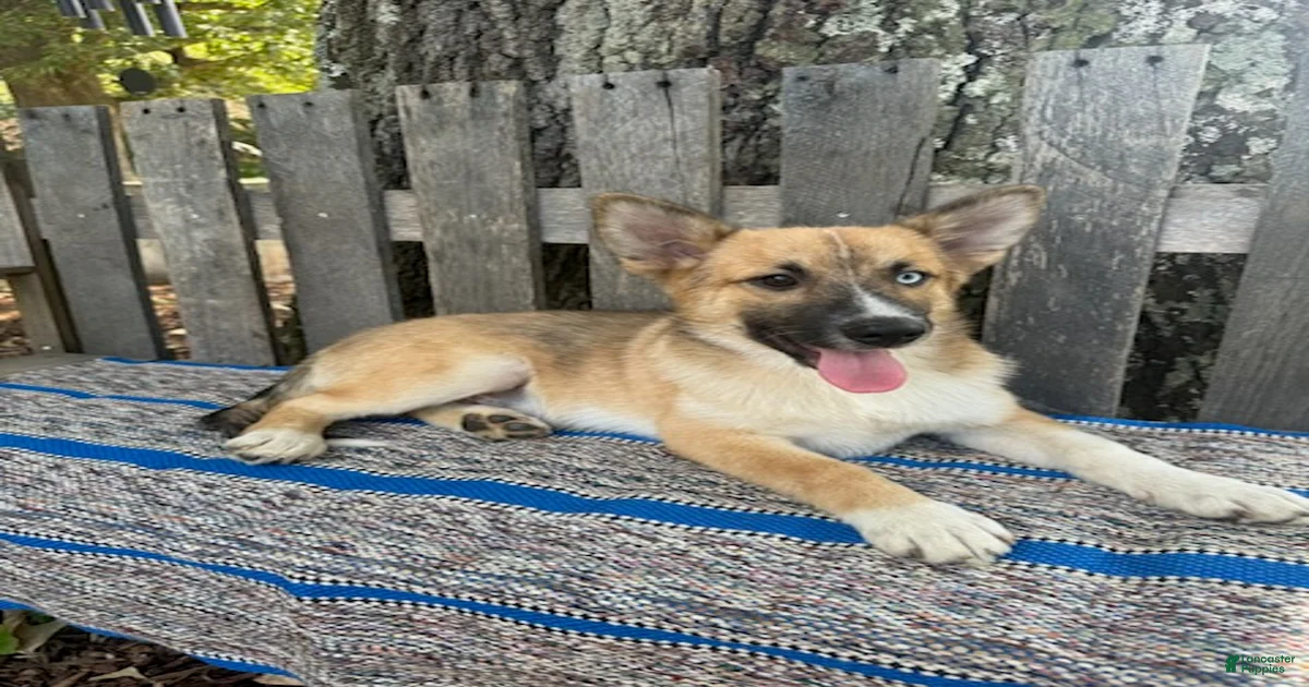 Puppies for sale under $500 in Charlotte, North Carolina | Lancaster ...