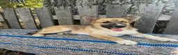 Pomsky dogs for sale: Cooper - Ad 1