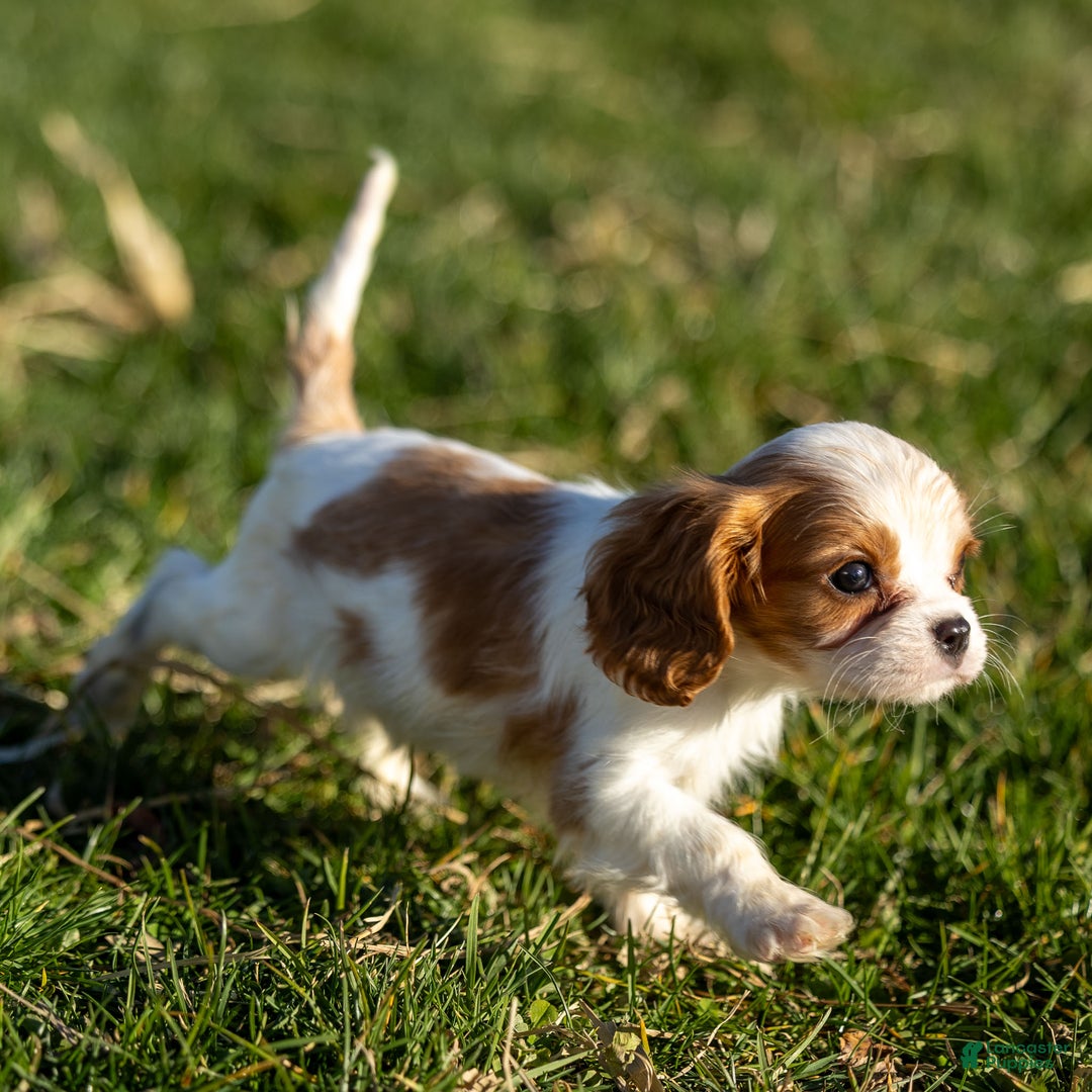Cavalier King Charles Spaniel dogs for sale: Alfie - Ad 5