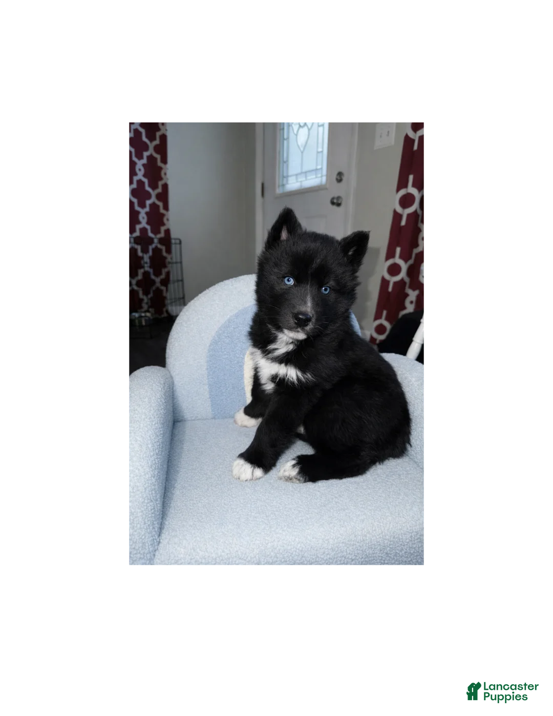 Siberian Husky dogs for sale: Cocoa - Ad 1