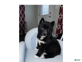 Siberian Husky dogs Cocoa - Ad 22