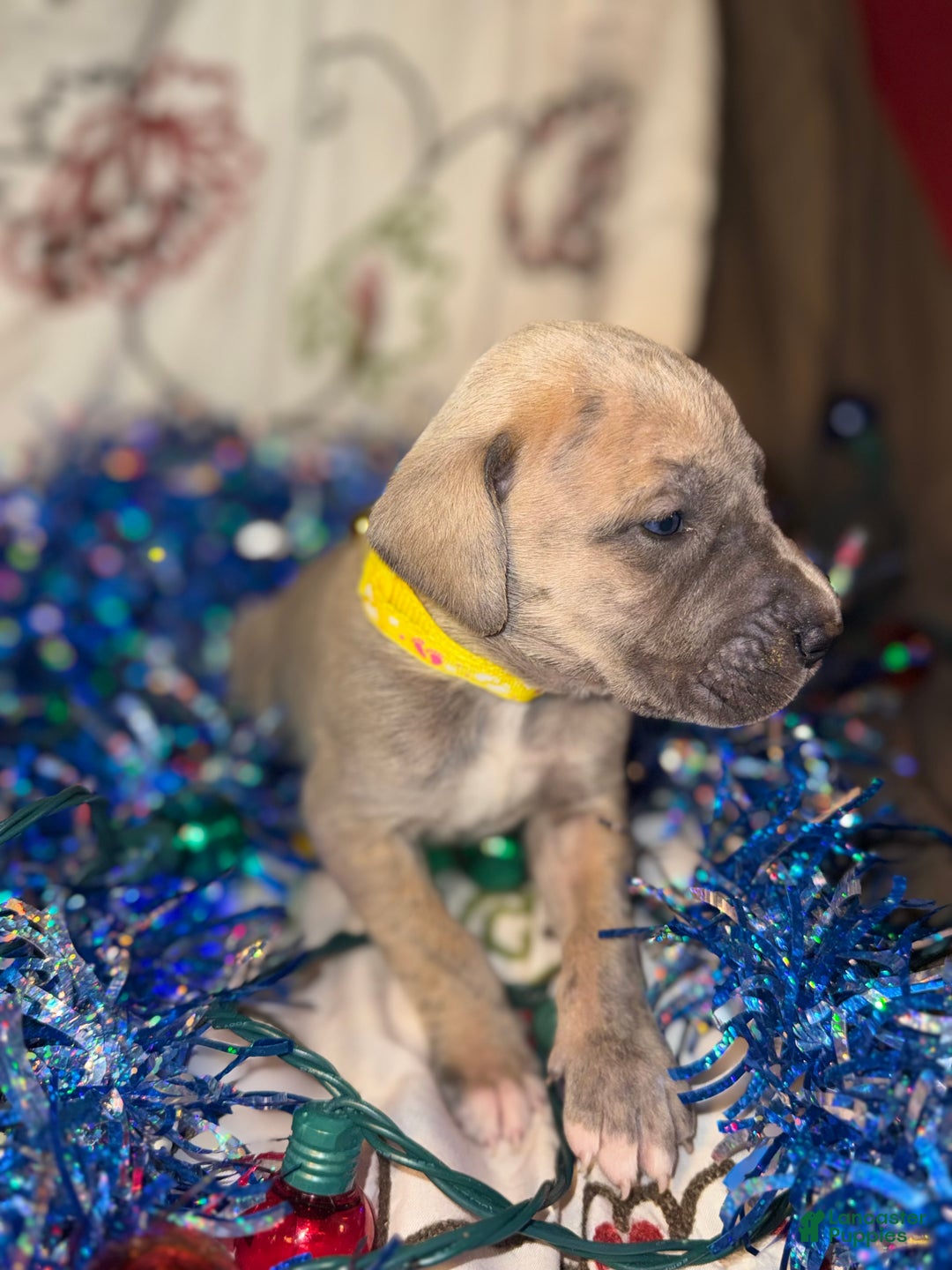 Great Dane dogs for sale: Oscar - Ad 8