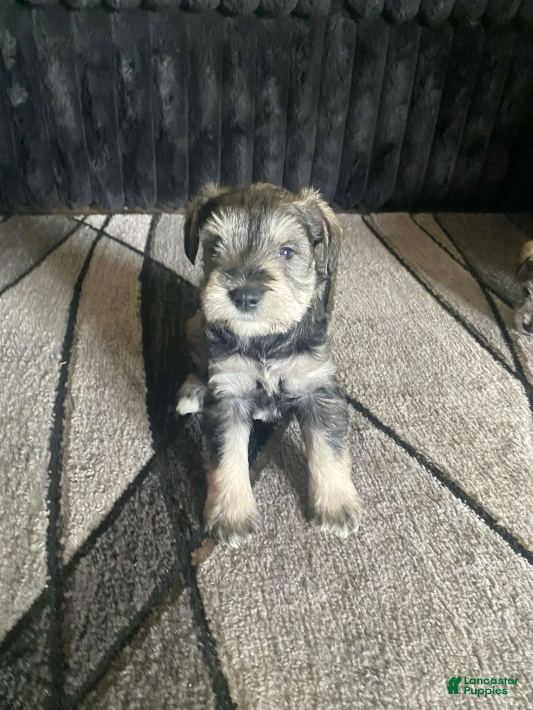 Miniature Schnauzer dogs for sale: Miniature Schnauzer Puppy 2 - Ad 1