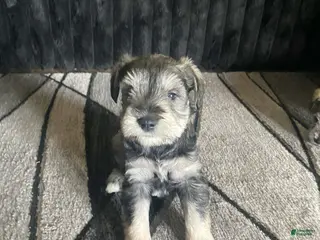 Miniature Schnauzer dogs Miniature Schnauzer Puppy 2 - Ad 29