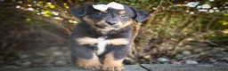 Mini Aussiedoodle dogs for sale: Leo 🦴 - Ad 2