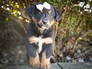 Mini Aussiedoodle dogs Leo 🦴 - Ad 2