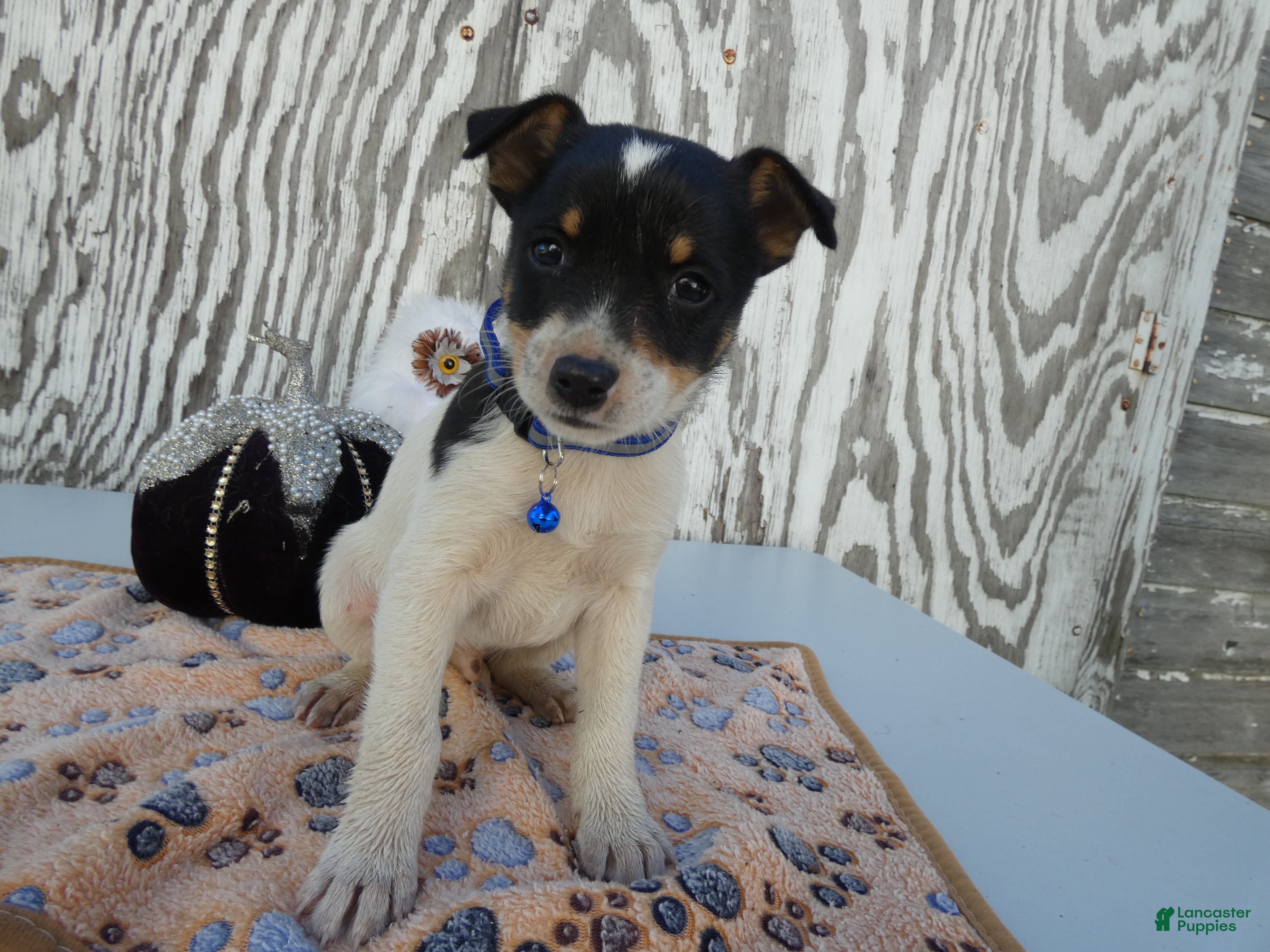 Jack Russell Terrier dogs for sale: Jack Russell Terrier 2 Blast - Ad 39
