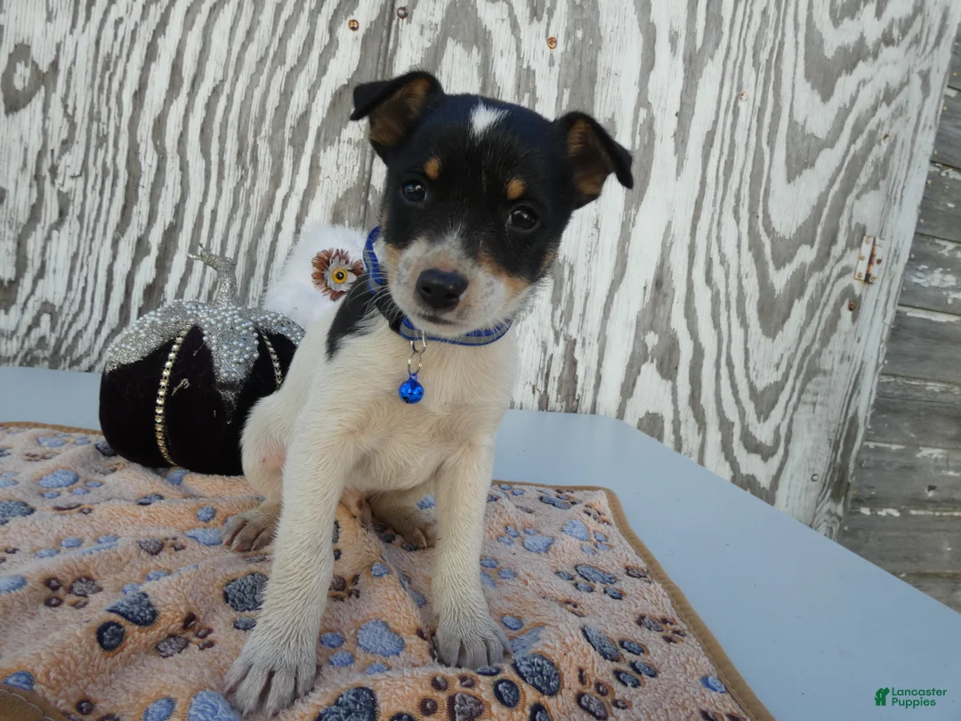 Jack Russell Terrier dogs for sale: Jack Russell Terrier 2 Blast - Ad 1