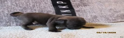 Pug dogs for sale: Pug Puppy 1 - Ad 5