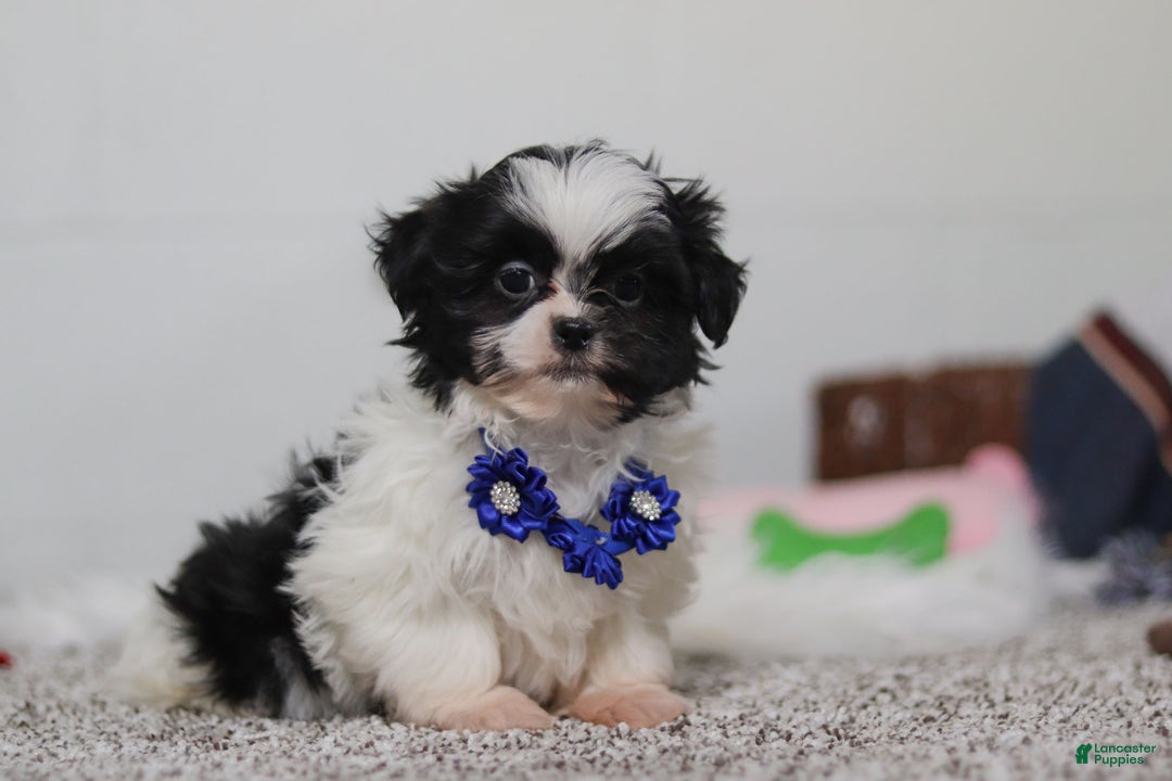 Shih Tzu dogs for sale: Scottie - Ad 3