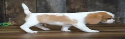 Beagle dogs for sale: Walker - Ad 4