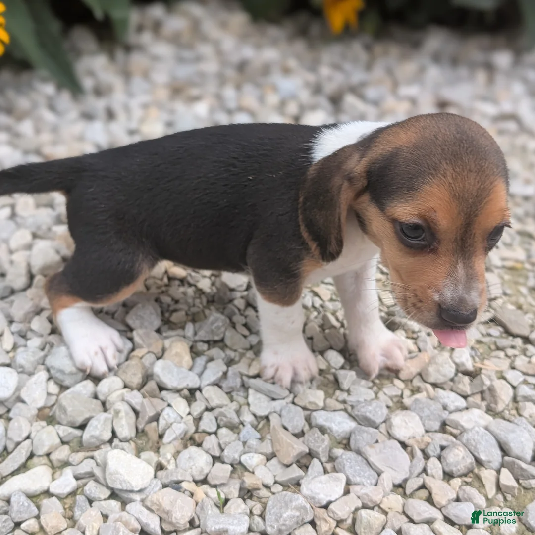 Beagle dogs for sale: Eggs - Ad 2