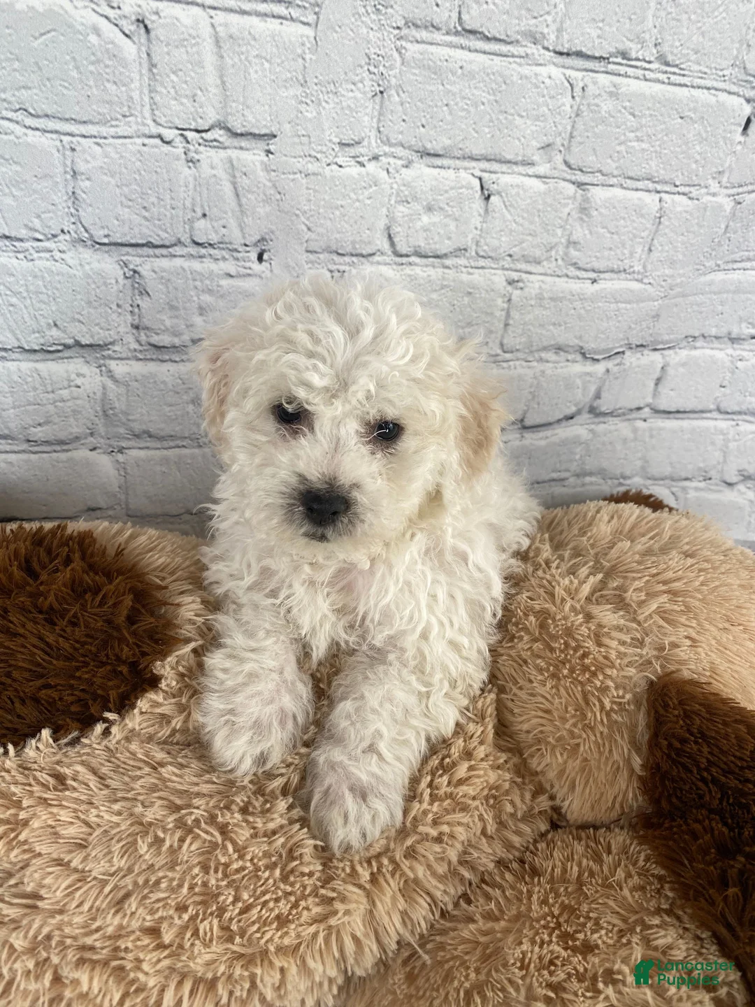 Bichon Frise dogs for sale: Tucker - Ad 12