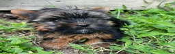 Yorkshire Terrier dogs for sale: Amadeus - Ad 3