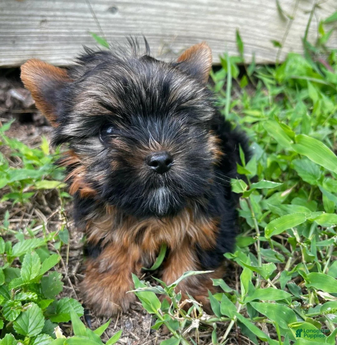 Yorkshire Terrier dogs for sale: Amadeus - Ad 3