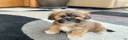 Lhasa Apso dogs for sale: Loki - Ad 5