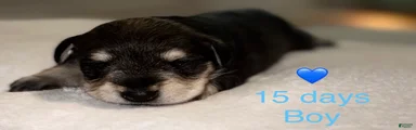 Miniature Schnauzer 5
