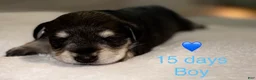 Miniature Schnauzer dogs for sale: Miniature Schnauzer 5 - Ad 1