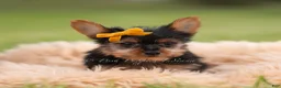 Yorkshire Terrier dogs for sale: Zeke - Ad 3