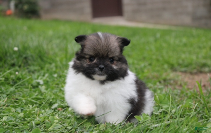 Pomeranian dogs Juno - Ad 2