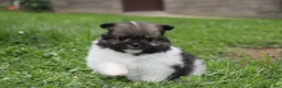 Pomeranian dogs for sale: Juno - Ad 2