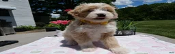 Mini Aussiedoodle dogs for sale: Mini Aussiedoodle 2 Bobby - Ad 3