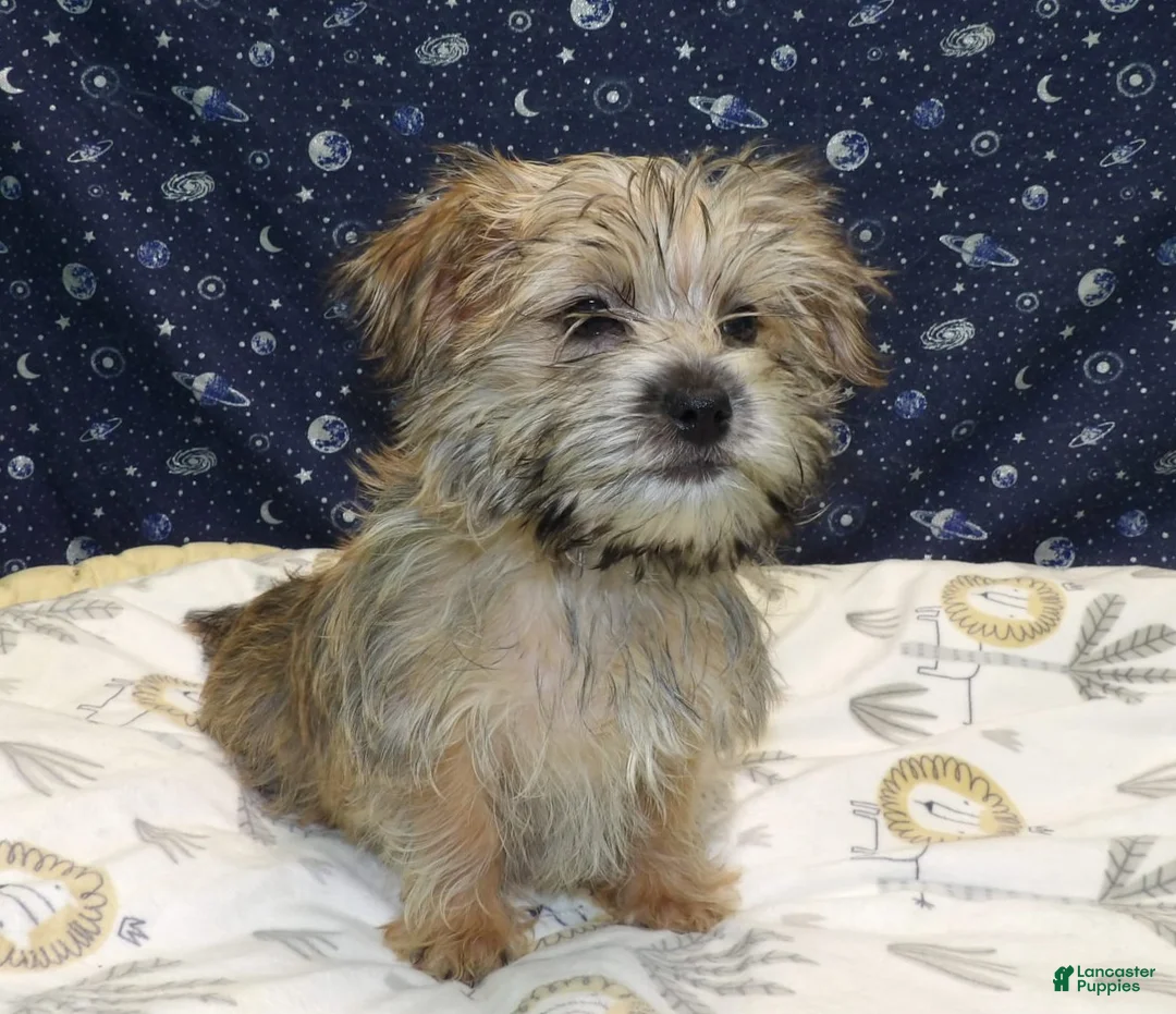 Morkie dogs for sale:  April - Ad 7