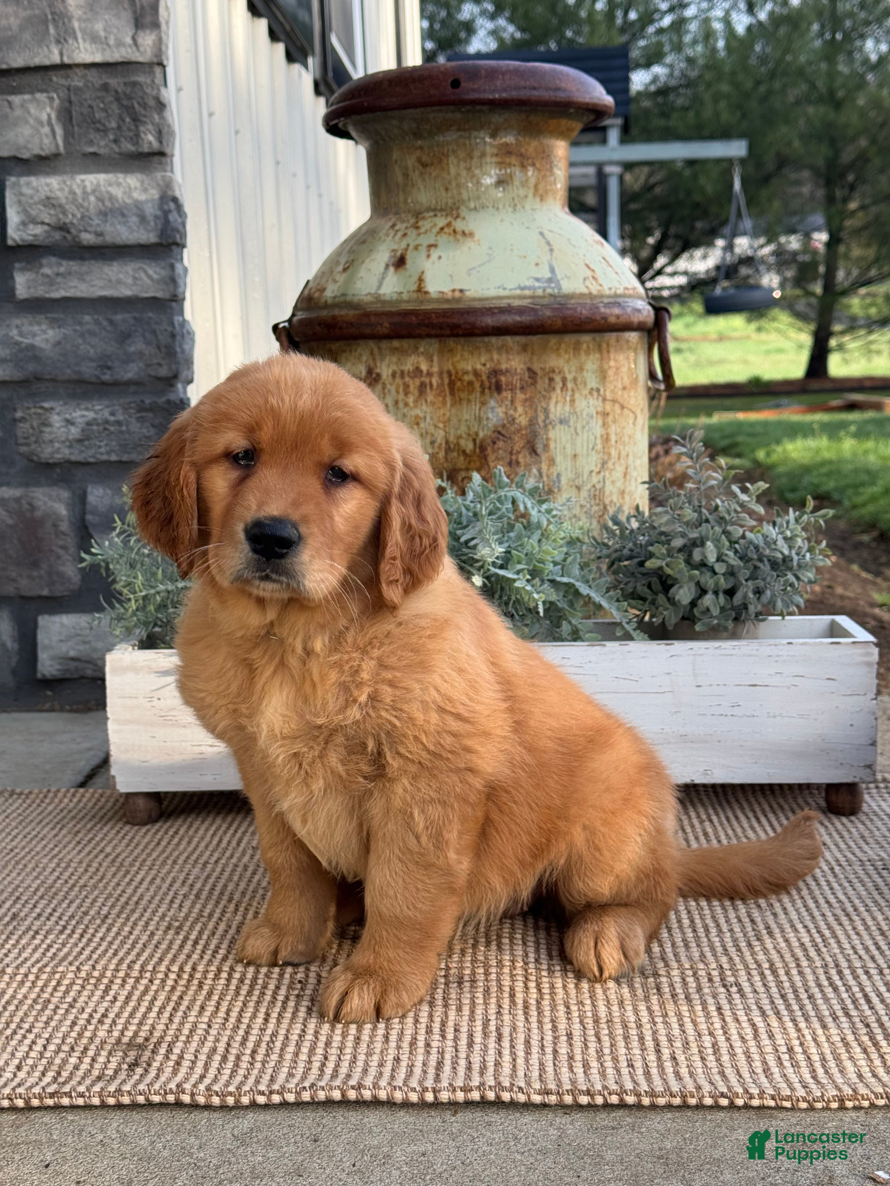 Golden Retriever dogs Willow - Ad 1