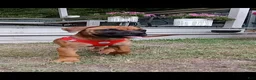Bullmastiff dogs for sale: Luna - Ad 2