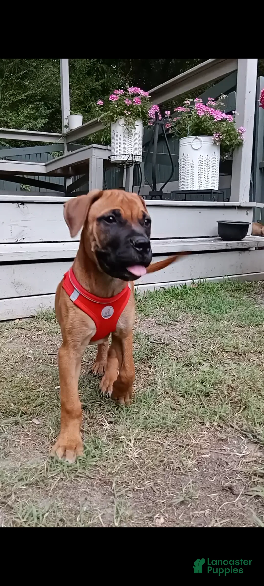 Bullmastiff dogs for sale: Luna - Ad 2
