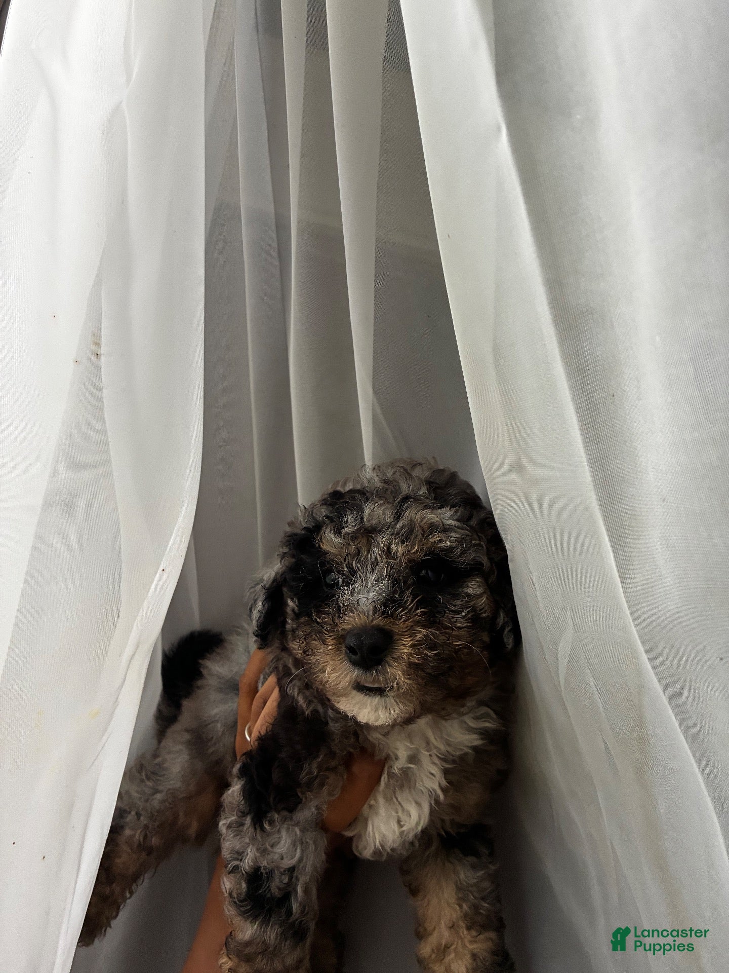 Toy Poodle dogs Leah  - Ad 1