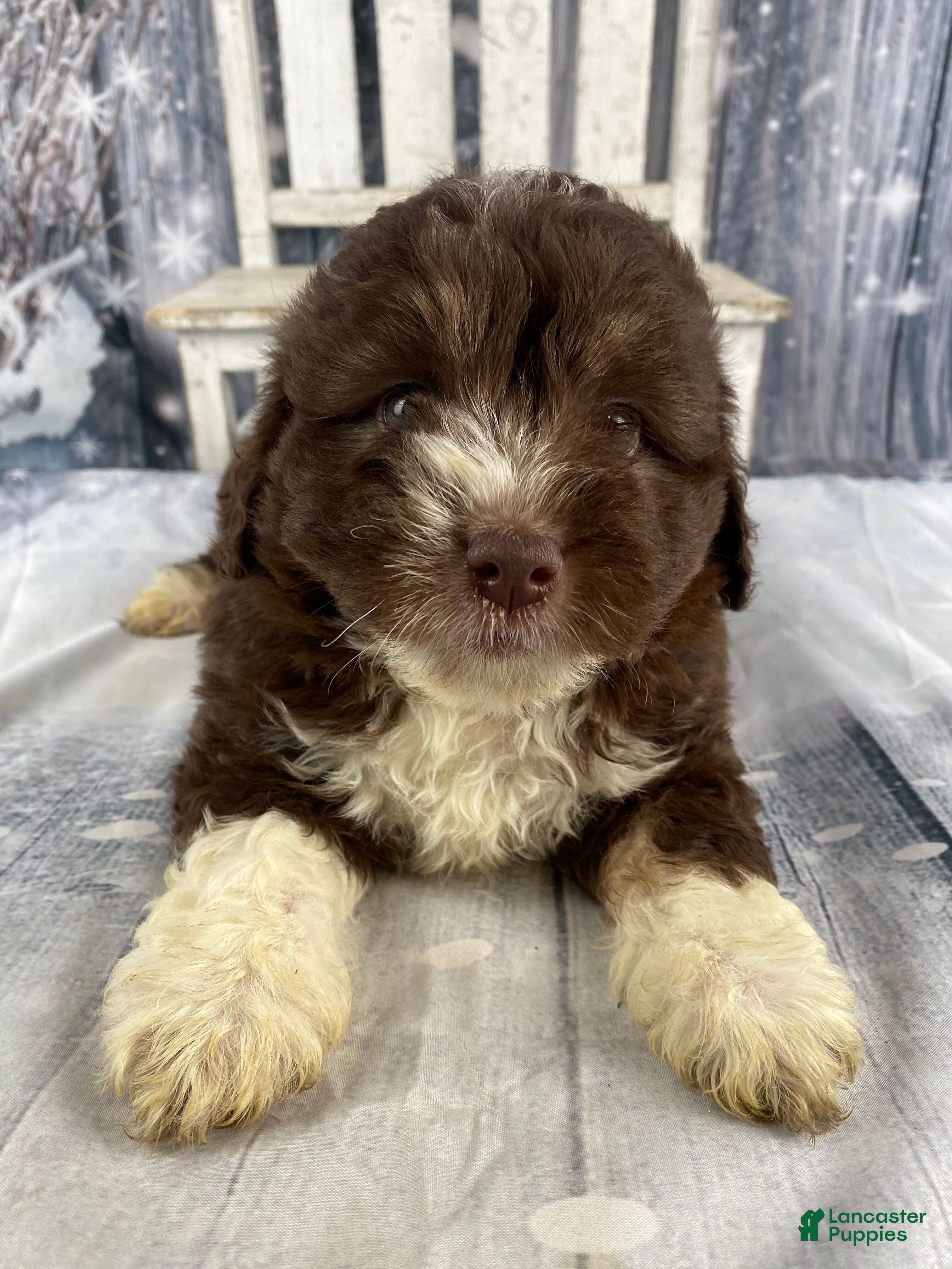 Mini Aussiedoodle dogs Ike - Ad 5