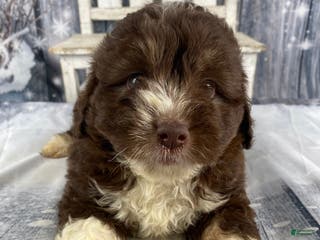 Mini Aussiedoodle dogs Ike - Ad 8