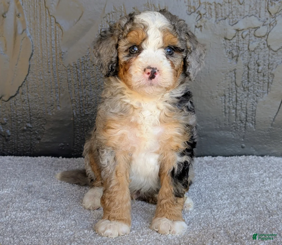 Mini Bernedoodle dogs for sale: Milton  - Ad 1
