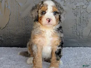 Mini Bernedoodle dogs for sale: Milton - Ad 1
